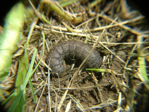 cutworm